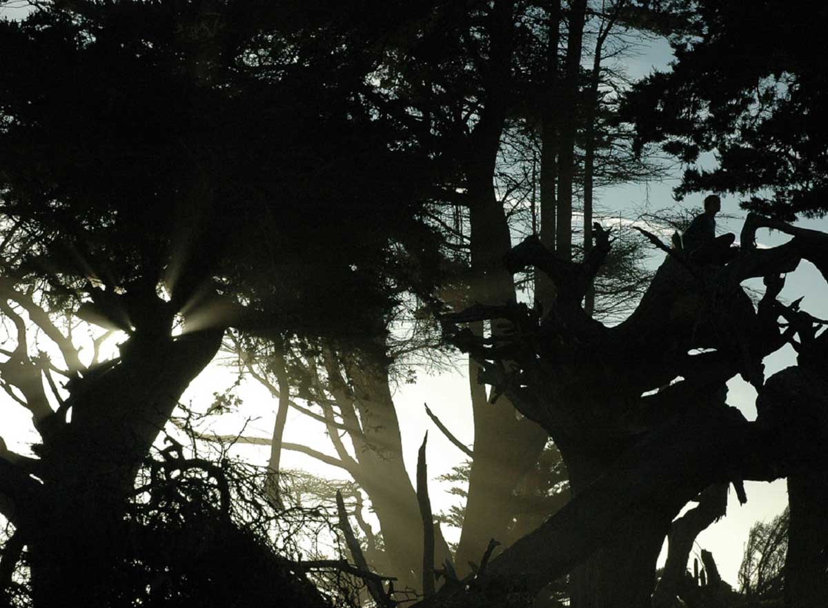 Moody forest with silhouttes of people in the trees