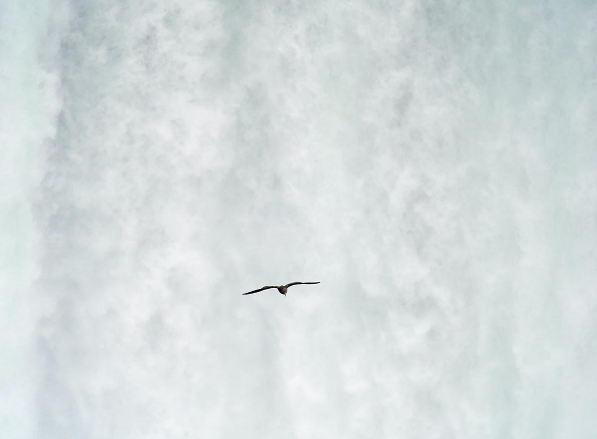 bird flying alone in the sky