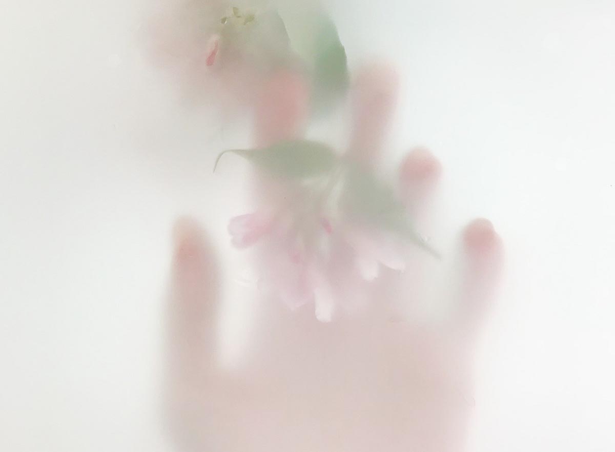 hand stroking a flower behind a pale screen